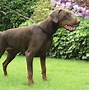 Image result for doberman