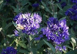 Image result for Caryopteris cland. Kew Blue