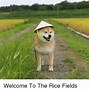 Image result for Ice Rice Meme