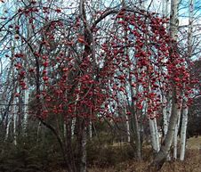 Image result for Apple Tree Pruning Fall