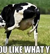 Image result for Cow Company Meme