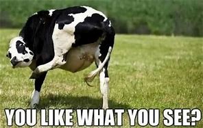 Image result for Animated Cow Meme