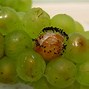 Image result for Grapevine Diseases