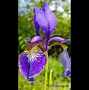 Image result for Iris sibirica Caesars Brother