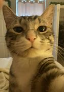 Image result for Funny Cat Phone