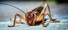 Image result for Crickets in New Mexico