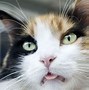 Image result for Derp Cat Face