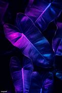 Image result for Purple Neon Plant