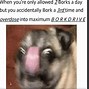 Image result for Dog Face Meme