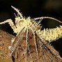 Image result for cordyceps