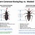 Image result for Kissing Bug vs Stink Bug