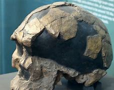 Image result for Oldest Homo Sapien Fossil