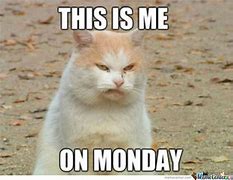 Image result for Funny Cat Memes Clean Monday