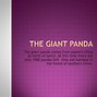 Image result for Giant Panda in Tree