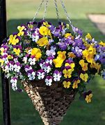 Image result for Hanging Basket Plants