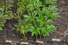Image result for What Do Peony Sprouts Look Like