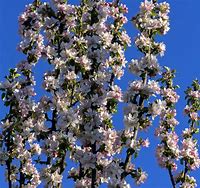 Image result for Apple Tree Bloom
