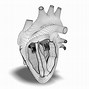 Image result for 3D Printed Human Heart