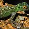 Image result for Types of Anole Lizards