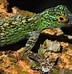 Image result for Florida Garden Lizards