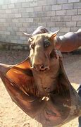 Image result for Scary Fruit Bat