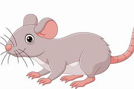 Image result for Mouse Animal Cartoon Cute