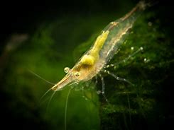 Image result for Short Nose Algae Shrimp
