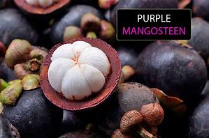 Image result for Purple Mangosteen