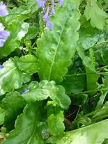 Image result for Wulfenia schwarzii