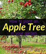 Image result for Urban Apple Tree