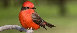 Image result for All Red Bird Species