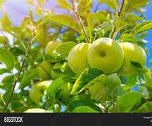 Image result for Green Apple Tree Leaves