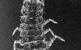 Image result for Small Isopod