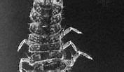 Image result for Land Isopod