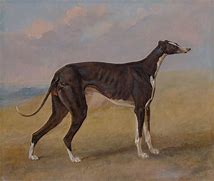 Image result for Greyhound Tattoo