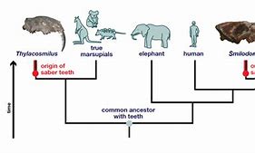 Image result for Animal Evolution Examples