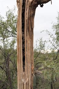 Image result for Dead Saguaro Cactus