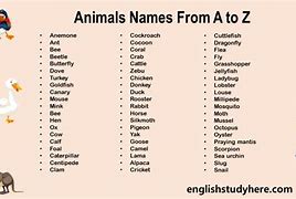 Image result for A to Z Animal List with Names