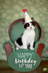 Image result for Funny Cat Birthday Sayings