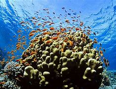 Image result for Underwater Sea Pictures HD