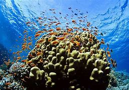 Image result for Underwater Wallpaper HD 1080P