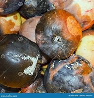 Image result for Pot with Rotten Apple