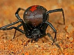 Image result for Redback Spider Eyes