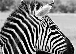 Image result for Zebra 300 Dpi