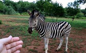 Image result for Pet Zebra