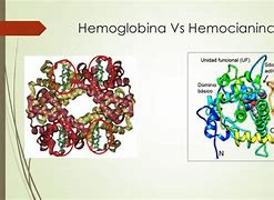 Image result for hemocianina