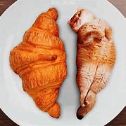 Image result for Where Is Cat Food Meme