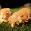 Image result for Cat HD Wallpapers for PC