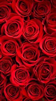 Image result for Red Rose Wallpaper for iPhone