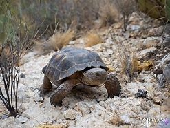 Image result for AZ Desert Tortoise